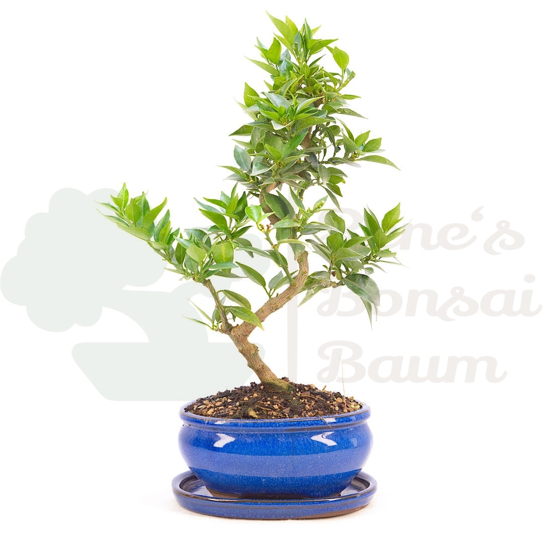 Bitterorange 'Citrus myrtifolia'